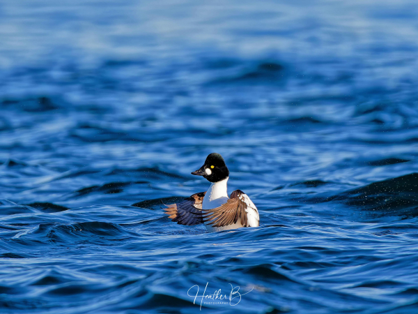 Common goldeneye duck in the pacific ocean spreads its wings