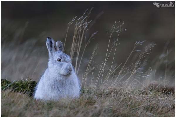 A photo of a mountain hare in her white, winter coat, sitting up in long grasses, on the side of a hill in the Highlands of Scotland.