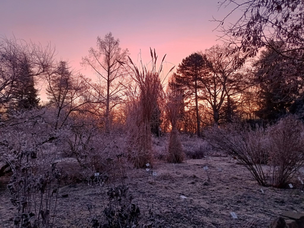 Morgenstimmung beim Sonnenaufgang im Botanischen Garten