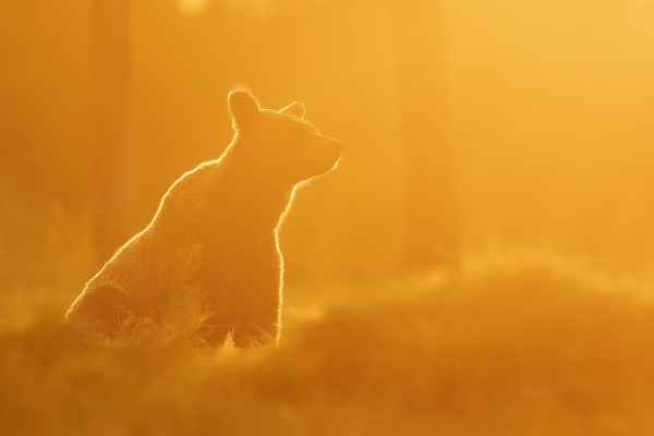 On the picture you see a brown bear sitting looking up in the last raylights of the day. Everything is yellow because of the low sun.