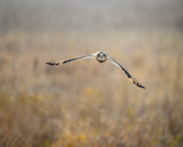 A short eared owl flies over the salt marshes of the Fraser river delta in British Columbia Canada.