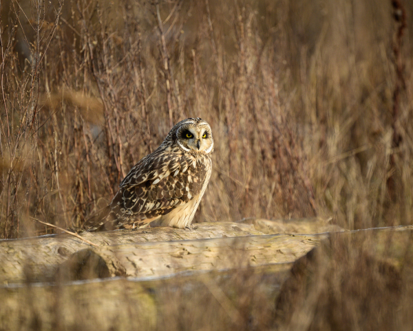 A short eared owl resting on a log in the salt marsh of the Fraser river delta in British Columbia, Canada.