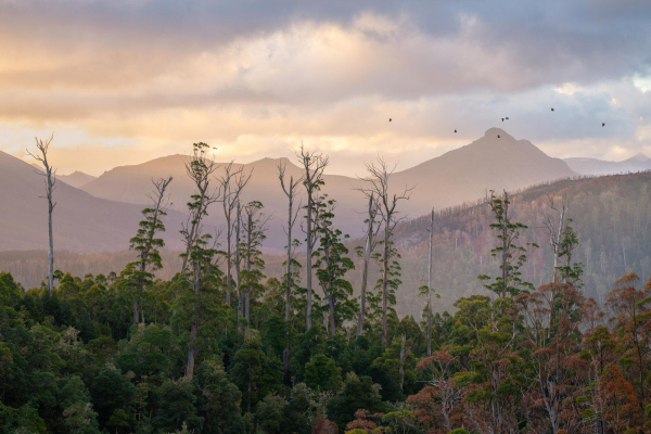 A landscape photograph of the Florentine forest of Tasmania showing trees reaching up in the foreground and mountain vistas in the distance. In the sky black cockatoos are returning home for the evening. The image reveals fire damage, with large areas on the distant hills scorched by fire, and trees in the foreground in the lower right turning orange and red as leaves die from fire damage.