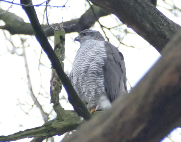 Ein Greifvogel sitzt auf einem Ast eines Baumes, umgeben von verzweigten Ästen. Der Vogel hat ein graues Gefieder mit auffälligen horizontalen Streifen in schwarz-weiß auf der Brust und schaut in die Ferne. 