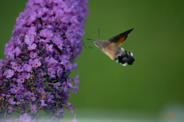 6 Beine (nicht sichtbar) und ein Rüssel (gut sichtbar): ein Taubenschwänzchen auf dem Sprung zur nächsten Blüte