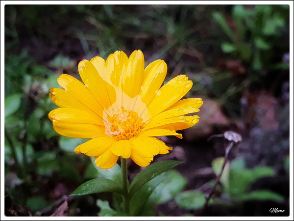 Bildbeschreibung:
An einer vor Wind und Kälte geschützten Stelle blüht eine orangefarbene, mit Wasser bedeckte Blüte einer verwilderten Ringelblume.