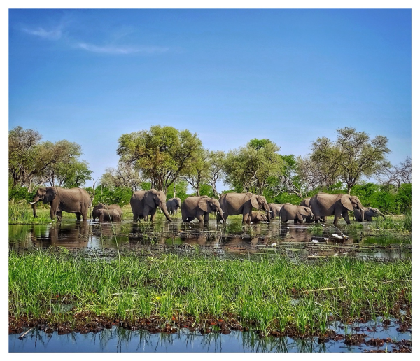 This is a colour photo of a herd of 14 elephants in the waters of the Okavango Delta. I took this photo from a mokoro canoe. As photographed on the Okavango Delta, Botswana 