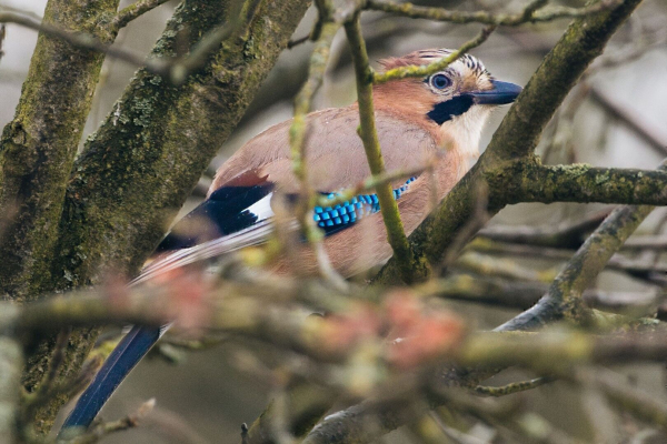 Eichelhäher im Baum.