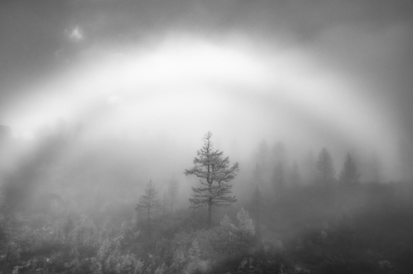 A black and white image of a tree (Slovenian Pine?) standing out in the center against a foggy forest. The fog is forming a fogbow arching over the scene. A fogbow is a lot like a rainbow but looks colourless and forms in fog. I've only ever seen three!