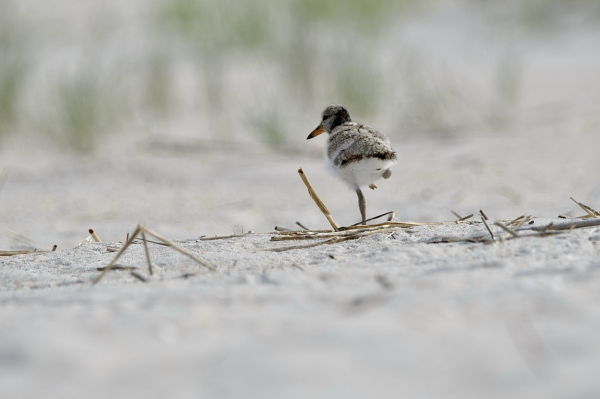 A downy American Oystercatcher chick (mottled brown and white on top, all white underneath, orange and black bill) standing on its left leg with its right leg pulled up as it walks away from the camera through a few dried reeds on pale sand.