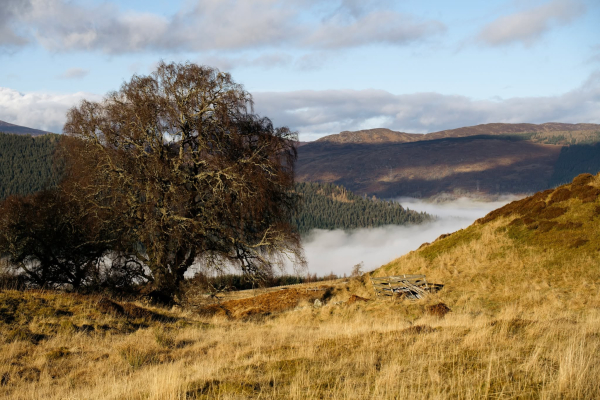 A colour photograph of a winter tree standing on a hill above a glen where a cloud inversion is visible. Behind that is more tall hills and a cloudy, blue sky. 