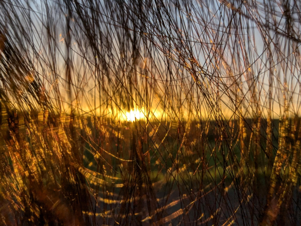 Die untergehende Sonne durch Haare hindurch aufgenommen. Der Horizont liegt fast genau in der Mitte des Bildes. 