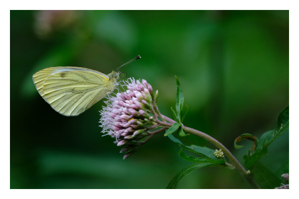 Foto im Querformat. Ein Grünader-Weißling, ein Schmetterling mit grünlichgrau beschuppte Adern auf gelblichweißen Flügeln sitzt auf einer Blume mit grün-violett-weißer Blüte. Die Blume ragt von rechts ins Bild. Der Grünader-Weißling hat zwei schwarz-weiß gestreifte Fühler und grünliche Augen mit schwarzen Punkten. Sein schwarzer Rüssel ist momentan aufgerollt. Blume und Schmetterling sind scharf abgebildet, der Hintergrund ist unscharf und dunkelgrün bis schwarz. 