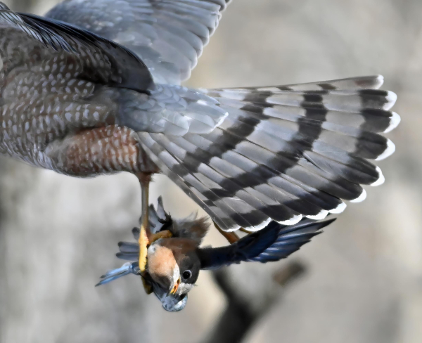 A Cooper's hawk has snatched up a female bluebird from the feeders and is flying off with it. The bluebird is still alive and you can see its terrified expression as it is clutched in the hawk's talons. 