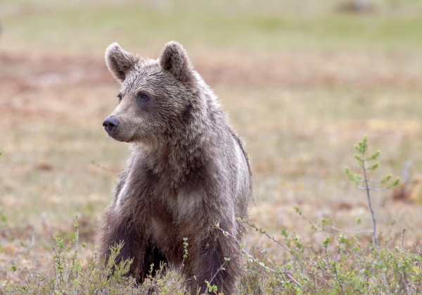 Photograph of a brown bear cub amid a brown-green landscape. 