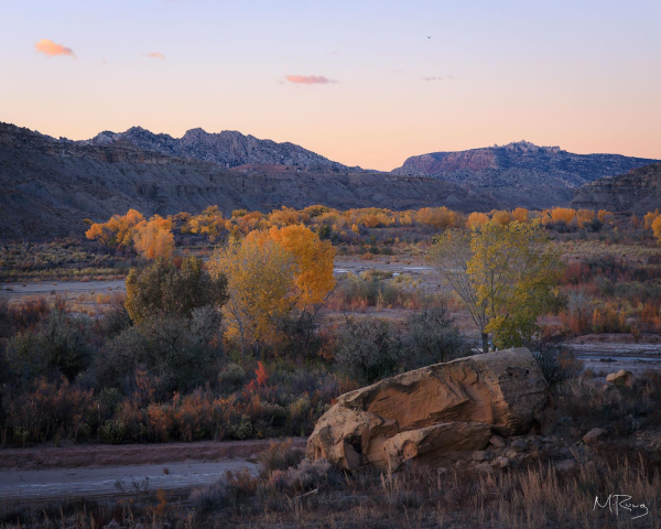 Riverside Glow: Golden cottonwood trees wind into the distance along the Paria River under a pinkish sky at dusk in southern Utah.