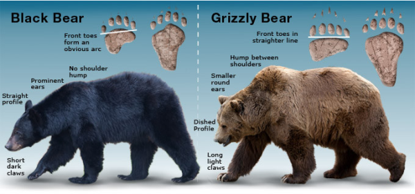 Two panel infographic. On the left, a photograph of a black bear and a drawing of their foot prints with the text "Black Bear", "front toes form an obvious arc", "no shoulder hump", "prominent ears" "Straight profile" and "Short dark claws." On the right, photograph of a grizzly bear and their footprints with the text "Grizzly bear," "Front toes in straighter line," "Hump between shoulders," "smaller round ears," "dished profile," and "long light claws." 