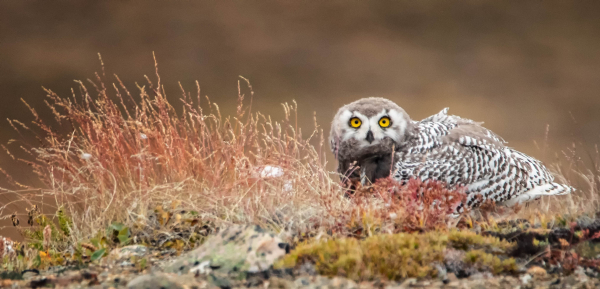 A newly fledged Snowy Owl chick sitting on the tundra, near some tallish red grass and red prickly saxifrage. The bowl still retains a lot of brown down but its juvenile plumage of white with many black spots is visible. It stares at the camera with piercing yellow eyes. 