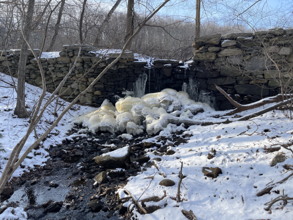 The dam waterfall viewed from a small bridge downstream. The dam is made of stacked dry stone but is falling apart at the point the water flows over. Streams of water are emerging through the stones to create the stream. It has been very cold for about a week so the water coming through the dam has frozen into a large lumpy smooth pile with a yellowish cast due to tannin in the water. It looks like a clump of just emerging mushrooms or coral. Beyond the dam is blue sky and forest and some bare trees are growing from the dam wall. 