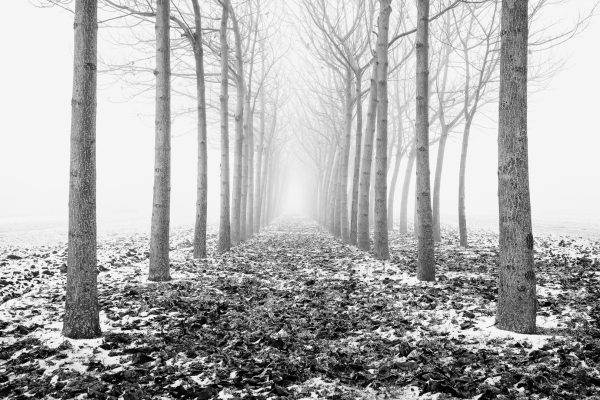 Zwei Baumreihen, die mittig fotografiert perspektivisch zusammen laufen. Im Bildhintergrund verläuft sich alles in weißem Nebel. Boden leicht angeweißt von Schnee und Reif. Ackerland.