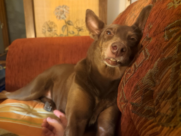 Foto: Ein brauner Hund liegt auf einem roten Sofa. Er lehnt den Kopf an die Sofalehne. Die Augen sind verschlafen halb geschlossen. Das Maul ist ein Stückchen geöffnet, sodass man die unteren Schneidezähne sieht.