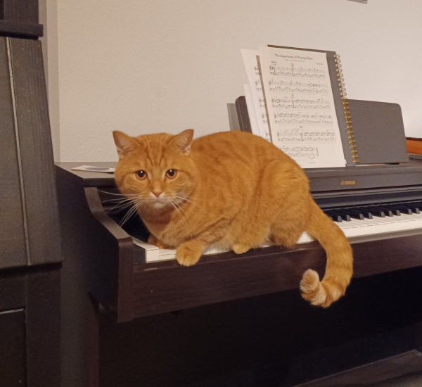 A ginger cat sitting on an e-piano