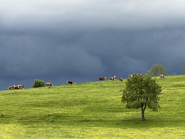 Eine sonnenbeschienene Wiese aus der Ferne fotografiert mit winzig erscheinenden Kühen darauf. Dahinter sieht man eine dunkle Wolkenfront, die sich heran wälzt 