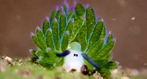 Sea Slug