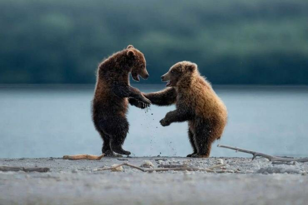 2 little bears playing by a body of water