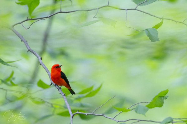 Red bird with black wings posed in lower left third of frame surrounded by green foliage.  The bird is looking to the right and is framed by a horizontal branch at the top and bottom of the frame which intersect with a diagonal branch that the bird is perched on.