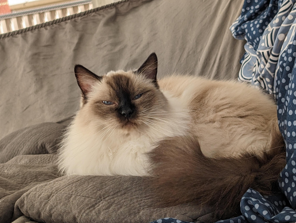 A ragdoll cat sitting on a couch.