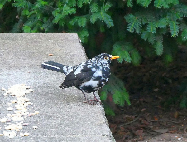 Schwarz-weiß gescheckte Amsel steht auf einer Brücken-Balustrade.