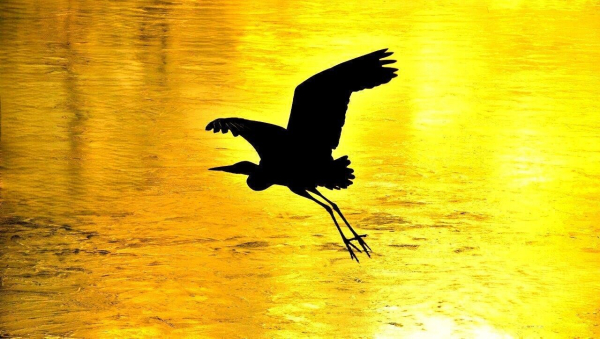 Heron in the evening sun.
#myphoto