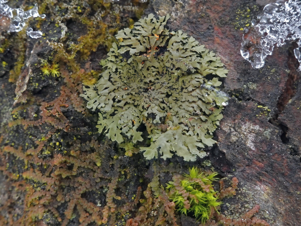 The photo shows a rosette-shaped lichen with olive-green leaves (lobes) growing on a dark tree trunk.
The narrow, branched, long lobes are closely connected to the tree trunk and attached with short, black 'hairs' (rhizines) that are visible on the underside of the lobes.
Some of the lobe tips are broken off, and an orange-coloured core can be seen inside the lobes, which is an unusual inner colour for lichens!
In most cases, this inner part of the lobes, called the medulla, is white.
This lichen, the Orange-cored Shadow lichen (Phaeophyscia rubropulchra), is surrounded by a brown liverwort, some moss and some snow.