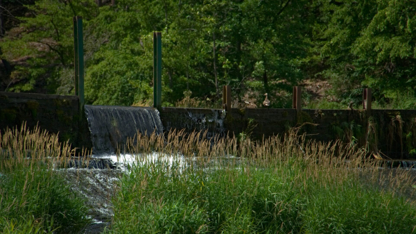 Water barrier on a river in thuringia with some reed in the foreground and a duck on the barrier.