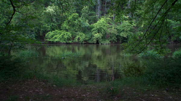 A deep green "lagoon" with mirroring calm river section framed by the riverbank and trees in the foregound.