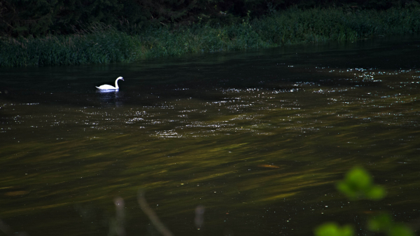 A swan on a dark river standing out together with scattered light form the river foam. Seaweed can bes seen under the surface with long leafs all pulled by the current into one direction.