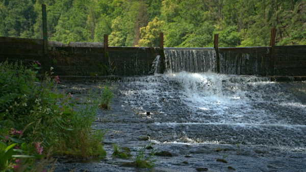 A river barrier with whitewater sparkling all over and forrest in the background. In the front left the image is bordered with a green riverbank that has white and violett colored flowers on it that lean towards the artificial waterfall.