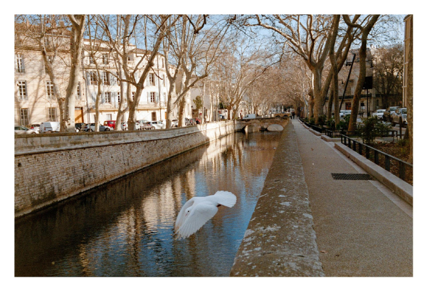 A white dove diving off a canal border in Nimes, France.