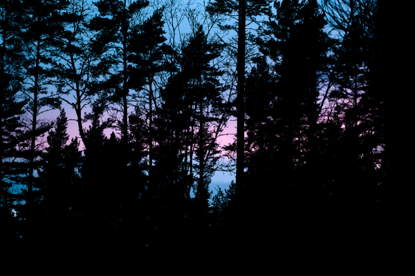 A photo of a forest, with trees as silhouettes; the color of the sky resembles a trans pride flag. 