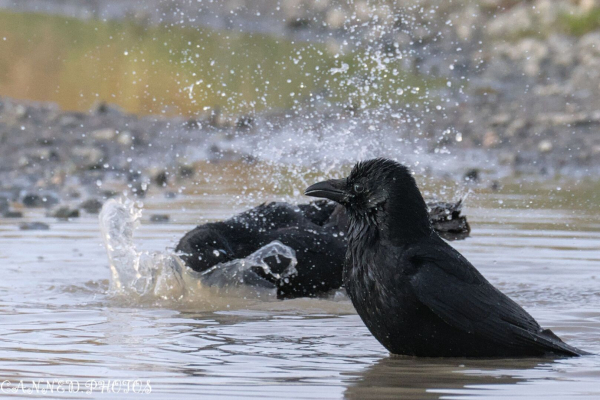 Two black crows in a shallow water puddle, one splashing water while the other stands still, against a natural background.