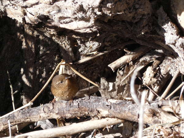 Photo of a mass of sandy brown sticks and sere reeds and rushes at the foot of a ragged, shadowy stump. Perched, round as a little walnut, under a single bullrush that bends over em like a tent, is a tiny brown wren with a warmly dappled breast and a tail that barely peeks up like a rough fan behind em (eir tail is very short for a wren's). The little wren--a Pacific wren--is leaning slightly forward over two tiny pink feet (with even tinier, mealworm-y toes) and looking off to our right, showing off a little white eyebrow and a thin, decurved bill. The cold winter sun is shining brightly all around em.