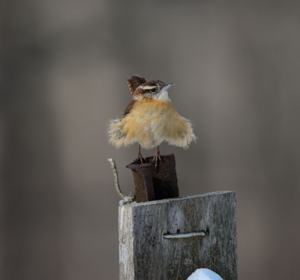 Carolina Wren sits atop a rusted, metal post facing the camera looking a bit to the right, bill raised at a jaunty angle. Both sides of its light cinnamon colored body are fluffed out. The tip of its tail can be seen behind its head. The bold white stripe stands out against the dark brown of its head.