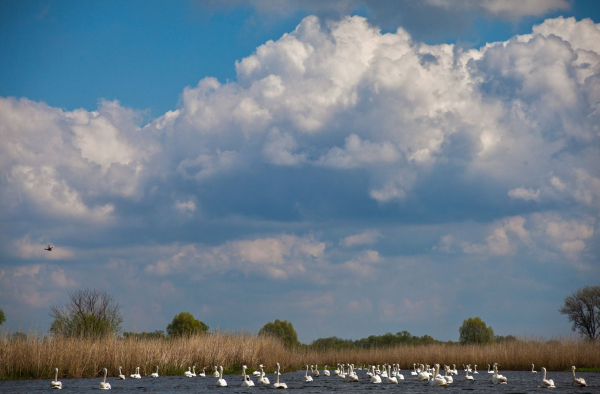 Weitwinkel: Blick von der Wasseroberfläche aus auf eine nicht allzu weit entfernte Horde junger, aber ausgewachsener Schwäne vor einem Schilfgürtel unter dramatischen Wolkenbergen vor blauem Himmel.