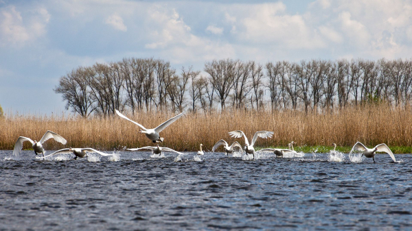 Die Schwäne starten mit den Flügeln aufs Wasser schlagend in Blickrichtung.