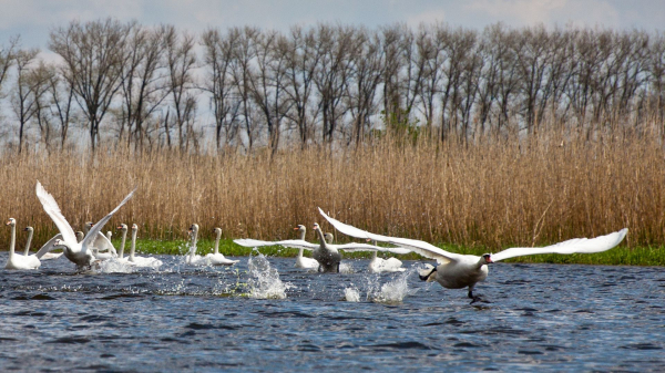 Einer „läuft“ mit weit ausgebreiteten Schwingen über das Wasser.