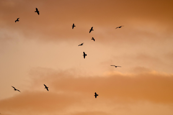 Herring Gulls dancing in the breeze