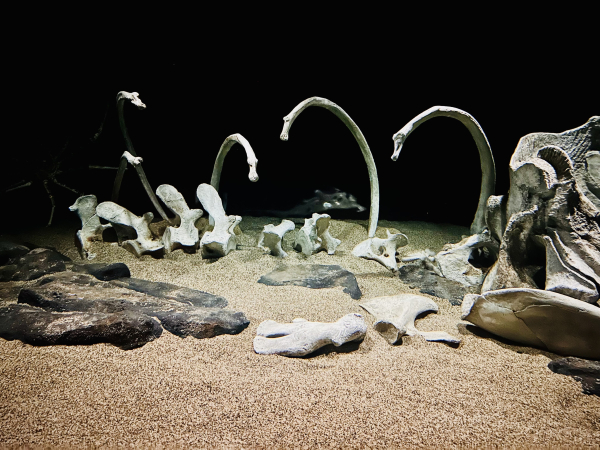 An exhibit of fake whale bones at the bottom of the sea floor 