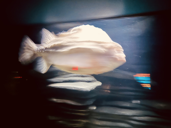 A photo of a lump fish that looks kind of blurry but cool 