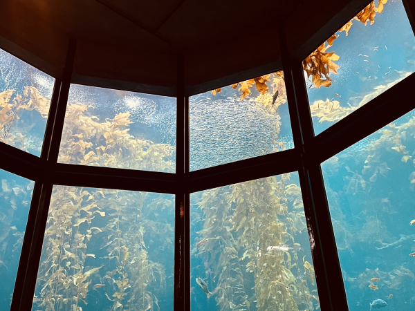 A photo of the kelp forest 